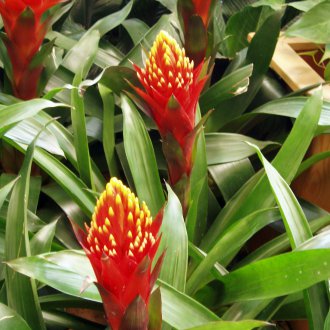 Guzmania αναπαραγωγής