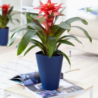 Συνθήκες θερμοκρασίας για guzmania