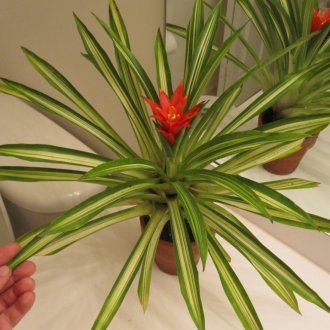 Guzmania φροντίδα