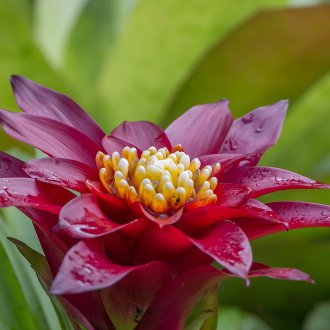 Καλλιέργεια Guzmania