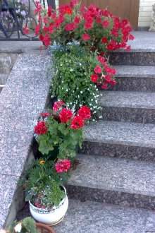 Διακόσμηση της βεράντας ενός εξοχικού σπιτιού με λουλούδια