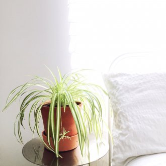 Chlorophytum στο υπνοδωμάτιο