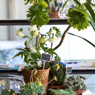 Succulents στο υπνοδωμάτιο
