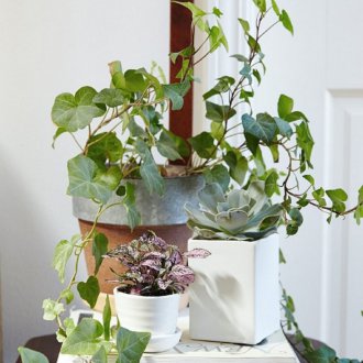 Ivy στο υπνοδωμάτιο