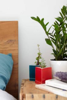 Zamioculcas στο υπνοδωμάτιο