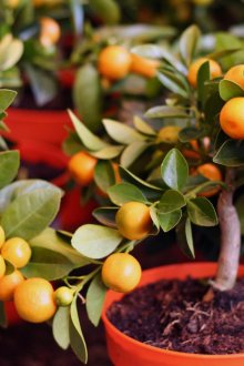 Tapijt met bloemmotief en verwarming