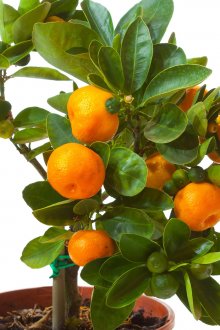 Μικρά μανταρίνια σε γλάστρες