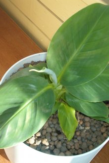 Εσωτερική μπανάνα