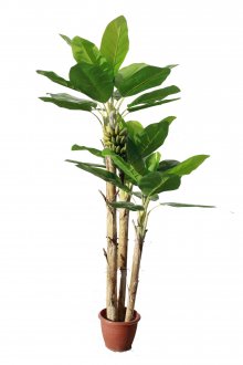 Γλάστρες με μπανάνα