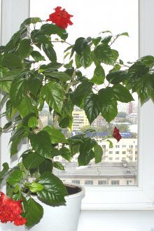 Οι Κινέζοι σηκώθηκαν στο περβάζι