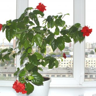 Λουλούδια Lobelia