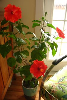 Κινέζοι αυξήθηκαν στο εσωτερικό