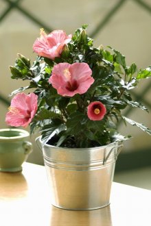 Οι Κινέζοι αυξήθηκαν σε ένα δοχείο