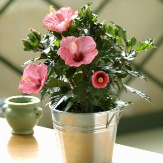 Fleurs de bouteille en plastique