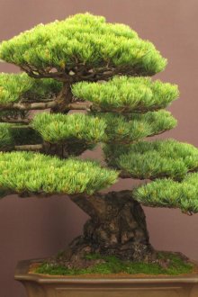 Όμορφο κωνοφόρο μπονσάι