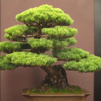 3D κουρτίνες με λουλούδια