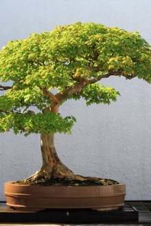 Φυλλοβόλα μπονσάι