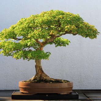 Βιτρώ γυαλί με λουλούδια στο παράθυρο