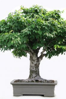 Λευκή ταπετσαρία με λουλούδια