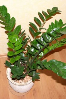 Δολαρίου σε δοχείο