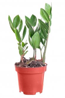 Μικρό δολάριο δολάριο