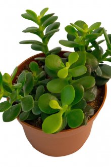 Δέντρο χρήματος