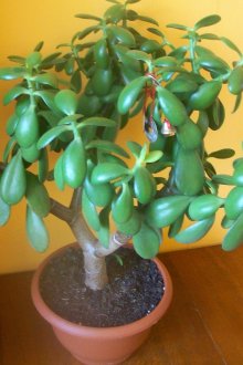 Μεσαίο δέντρο χρήματος σε ένα δοχείο