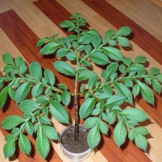 Νέο δέντρο φιδιών