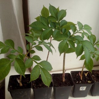 Εσωτερικά δέντρα φιδιών