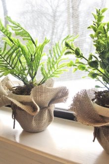 Εσωτερικές φτέρες στο παράθυρο