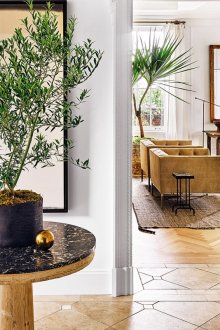 Όμορφα εσωτερικά φυτά στο εσωτερικό του διαμερίσματος