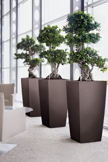 Δέντρα σε ψηλές κατσαρόλες