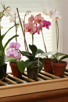 Όμορφα εσωτερικά γλάστρες σε ένα περίπτερο