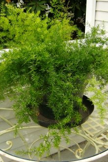 Το καλοκαίρι, τα φυτά μπορούν να τοποθετηθούν στη βεράντα