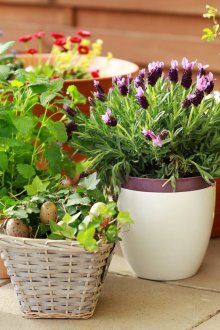 Εσωτερικά λουλούδια σε μικρές γλάστρες