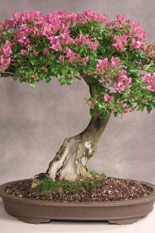 Ανθισμένα μπονσάι