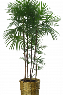 Η υψηλή φτέρη θα διακοσμήσει τέλεια το εσωτερικό