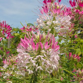 Wit-roze Cleoma