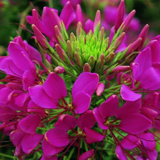 Η άνθιση του Cleome