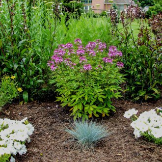 Cleoma στη χώρα