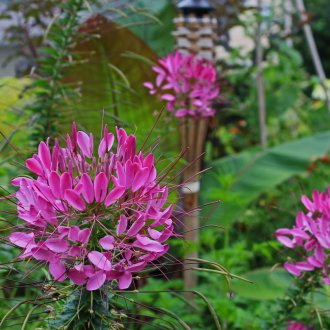 Cleoma στο ανοικτό έδαφος