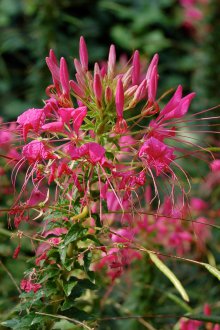 Cleome