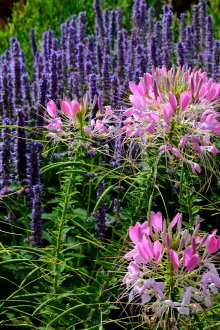 Λουλούδι με Cleome