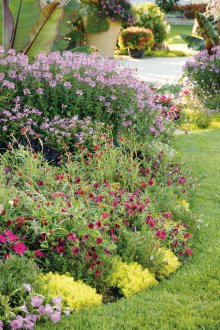 Cleoma στο σχέδιο τοπίου