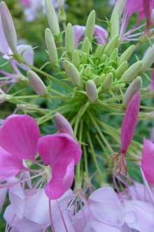 Cleomera σίτιση