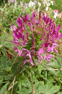 Cleoma στον κήπο