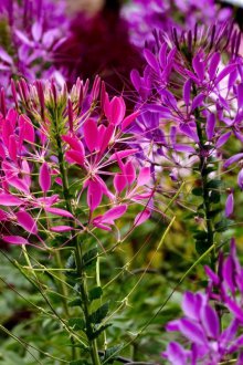 Κλειδαριά κήπου