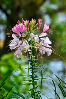 Cleome φροντίδα