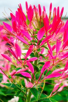 Καλλιέργεια Κληρονομιάς