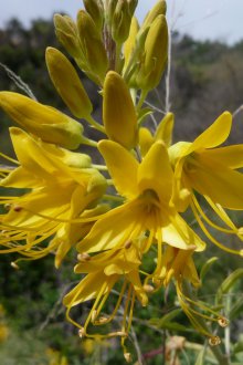 Κίτρινο κλοιό